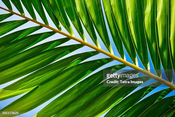 usa, florida, palm beach, sunlight in palm leaf - palm beach florida stock pictures, royalty-free photos & images