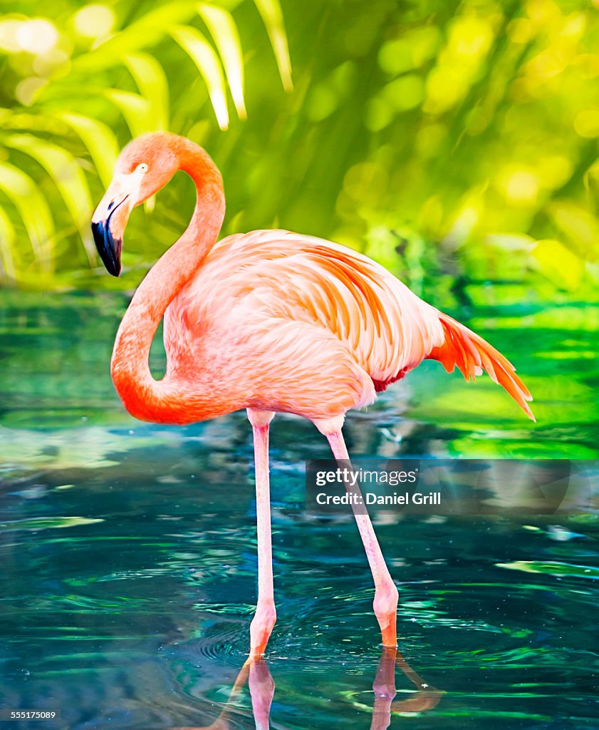 USA, Florida, West Palm Beach, Flamingo wading in water