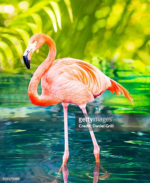 usa, florida, west palm beach, flamingo wading in water - west palm beach stock pictures, royalty-free photos & images