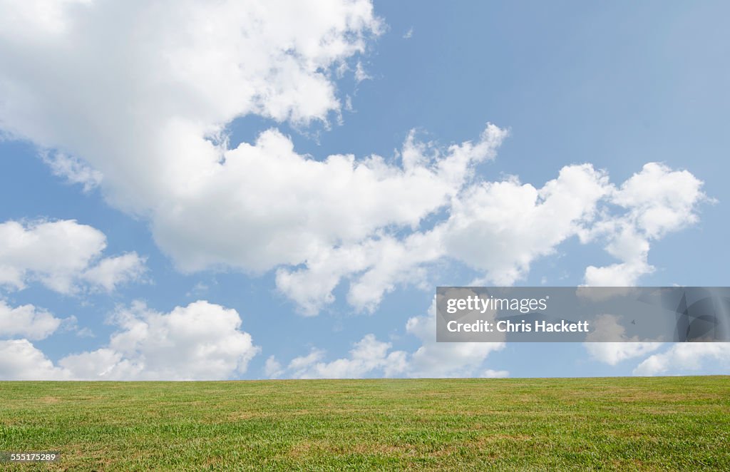 Field of grass and sky