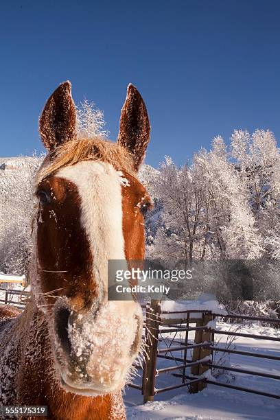 usa, colorado, portrait of horse on farm in winter - snow horses fotografías e imágenes de stock