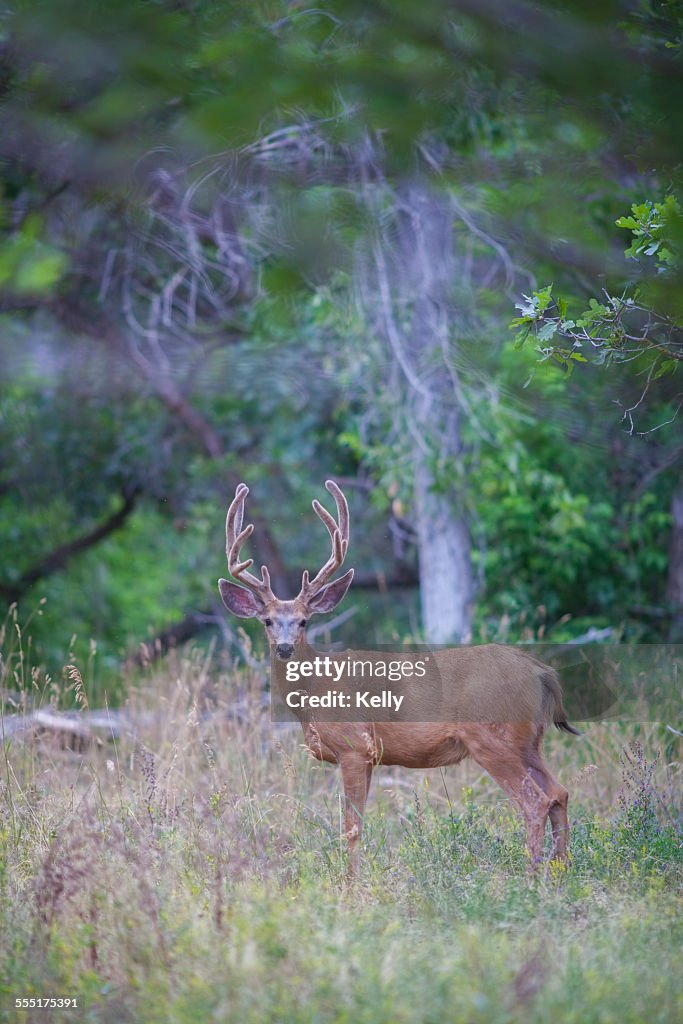 USA, Colorado, View of deer in forest