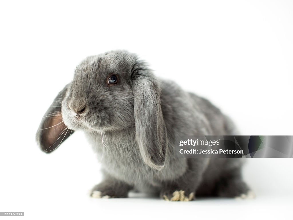 Young grey bunny