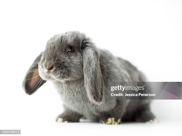 young grey bunny - baby rabbit stock pictures, royalty-free photos & images