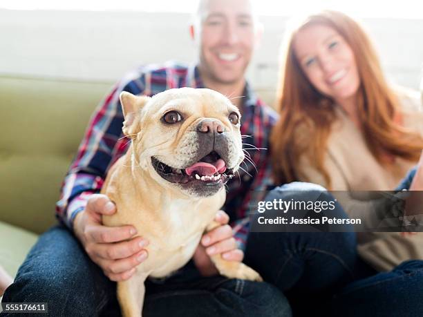 usa, utah, salt lake city, couple with pug sitting on sofa - pug portrait stock pictures, royalty-free photos & images