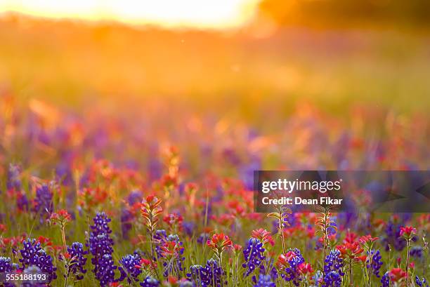 texas wildflowers - texas bluebonnets stock pictures, royalty-free photos & images