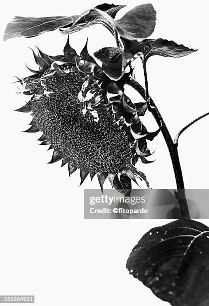 dry sun flower - mexico black and white stock-fotos und bilder