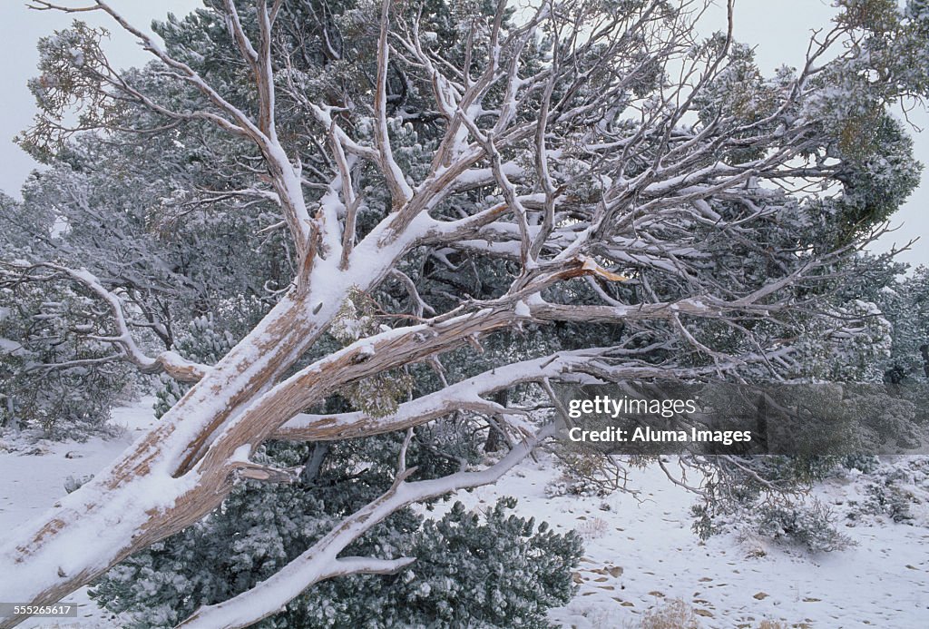 Snow-covered evergreen trees