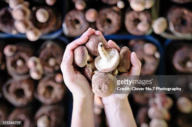 hand holding mushrooms. - champignon stockfoto's en -beelden
