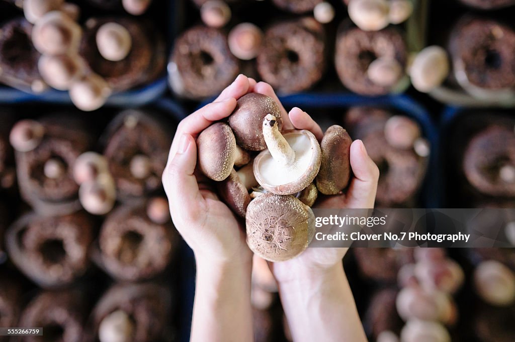 Hand holding mushrooms.
