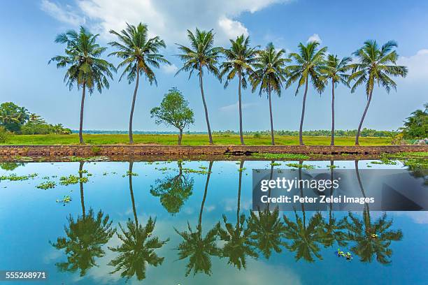 coconut palm trees along the water - laguna de kerala - fotografias e filmes do acervo