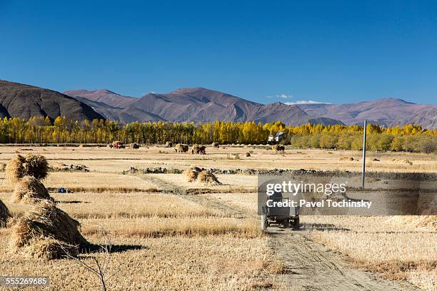 harvest on tibetan highland fields - 2014 track field stock pictures, royalty-free photos & images