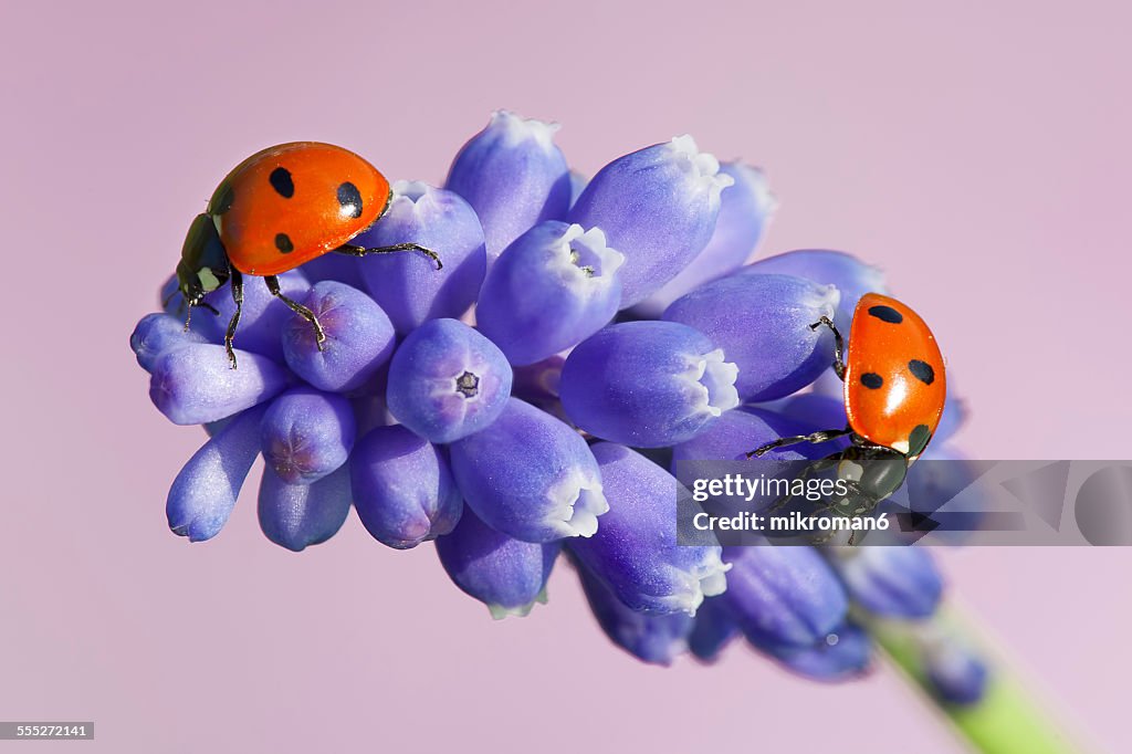 Muscari