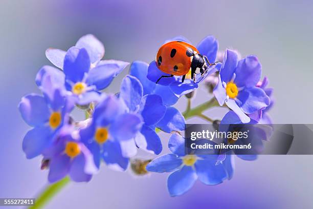 springtime - ladybug stock pictures, royalty-free photos & images