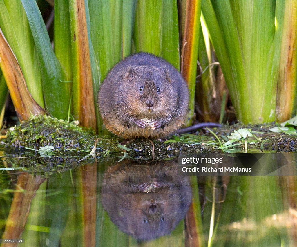 Water vole with reflection looking into camera.