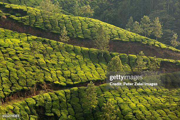 tea plantation in munnar, india - munnar photos et images de collection