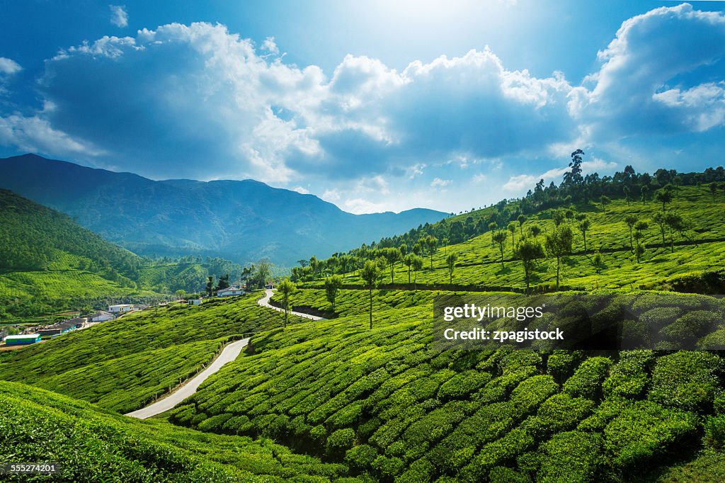Tea plantations landscape