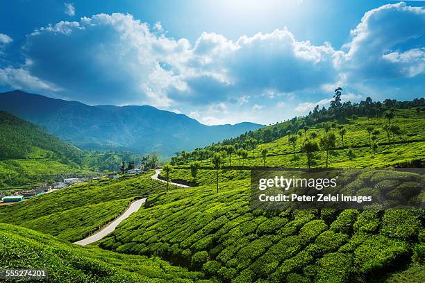 tea plantations landscape - india tea plantation stockfoto's en -beelden