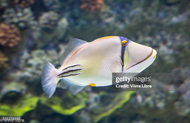 picasso triggerfish - grey triggerfish stock pictures, royalty-free photos & images