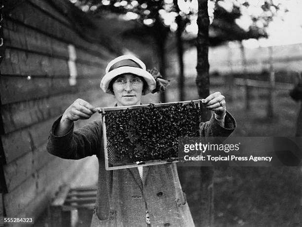 Beekeeper holding a bee-covered honeycomb in a frame, July 1923. The frame has been removed from a hive of some twelve thousand bees.