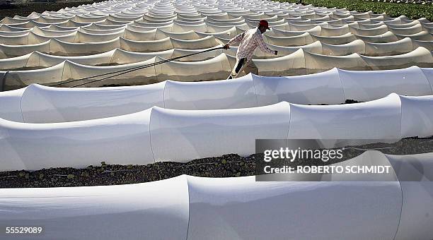 Palestinian man pulls a water hose between small greenhouses lining a field in the outskirts of Gaza City 04 September 2005. High population density,...