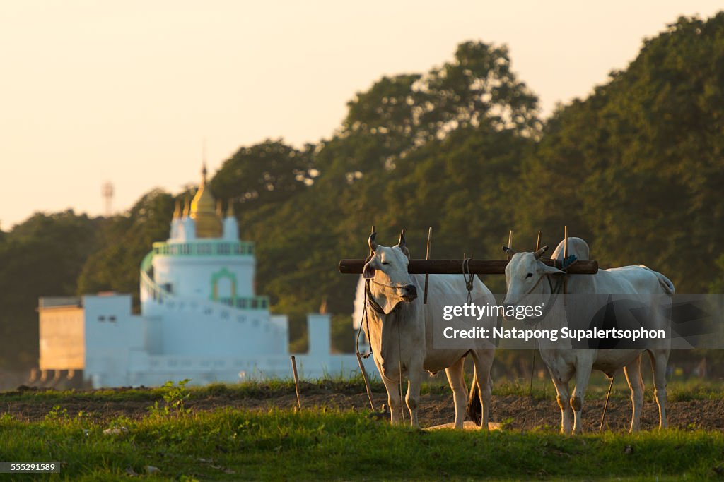 Cows and pagoda in myanmar