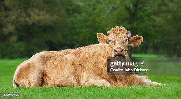 jersey cow - jersey cattle stock pictures, royalty-free photos & images