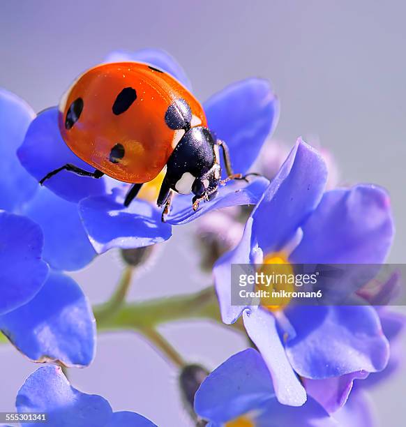 forget me not & ladybird - ladybird fotografías e imágenes de stock