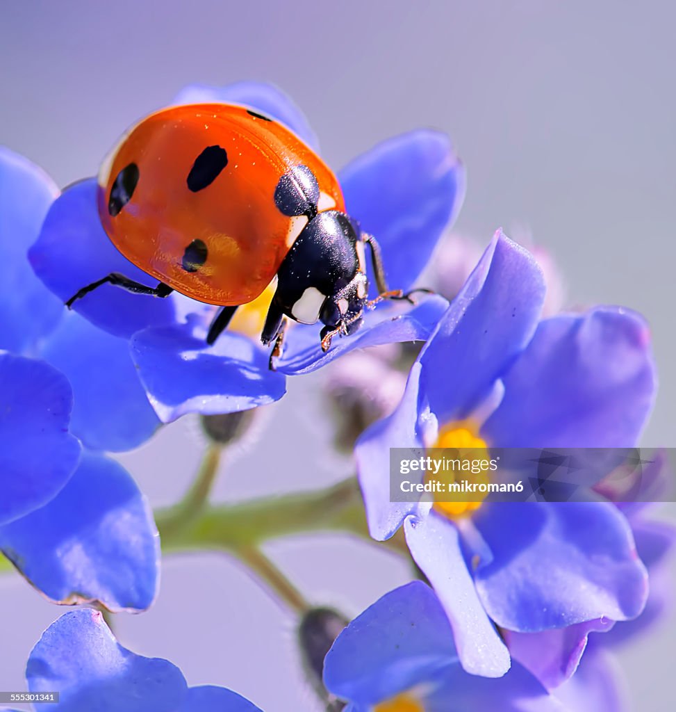 Forget me not & ladybird