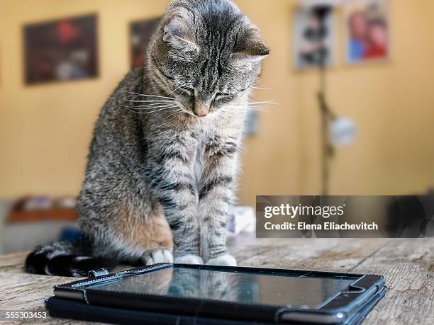 Cat Viewing Computer 2,708 Cat Watching Computer Stock Photos, High-Res Pictures, and Images ...