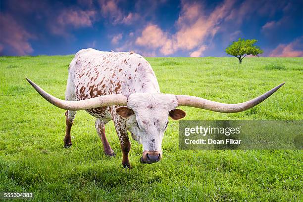 longhorn cow grazing at dawn - longhorn ストックフォトと画像