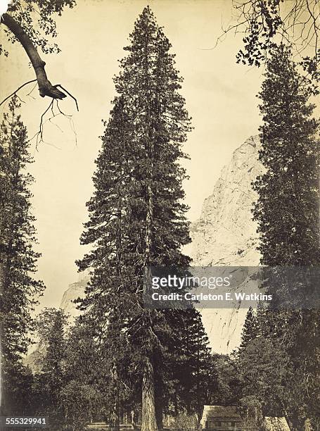 Ponderosa pine, bull pine or pinus ponderosa in Yosemite Valley, Yosemite National Park, California, 1866. The image was taken looking east toward...