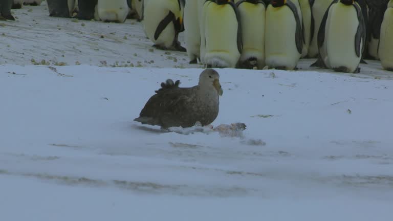 89 Dead Penguin Videos and HD Footage - Getty Images 89 Dead Penguin Videos and HD Footage - Getty Images