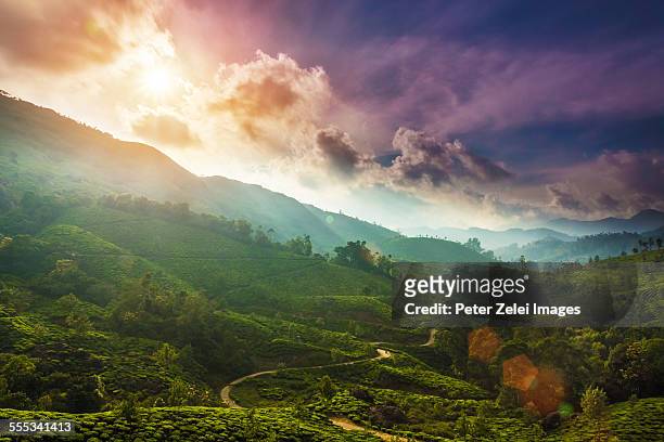 munnar landscape - south india stock pictures, royalty-free photos & images