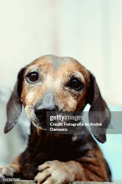 little dog - ocellus stock pictures, royalty-free photos & images