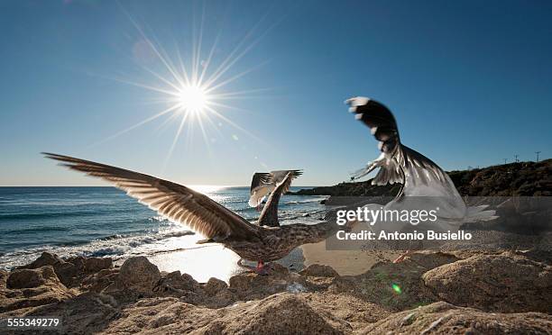 seagulls fighting - gaviota de california fotografías e imágenes de stock
