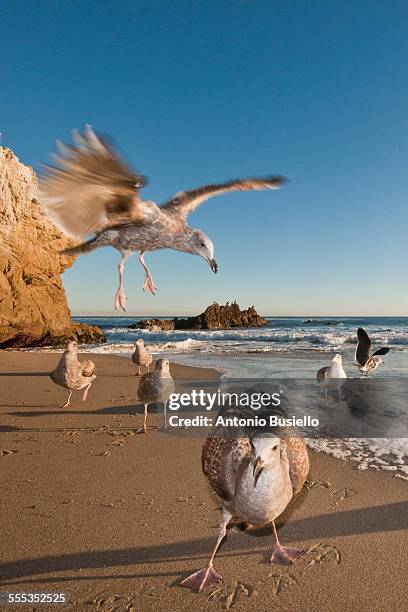 california gull landing - gaviota de california fotografías e imágenes de stock