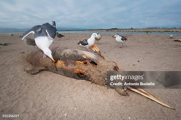 california gulls eating a dolphin remains - gaviota de california fotografías e imágenes de stock