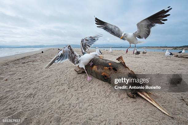 feeding frenzy - gaviota de california fotografías e imágenes de stock