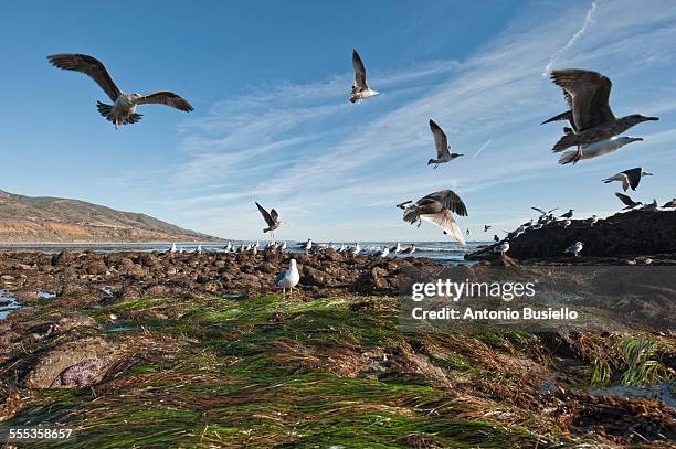 low tide - gaviota de california fotografías e imágenes de stock