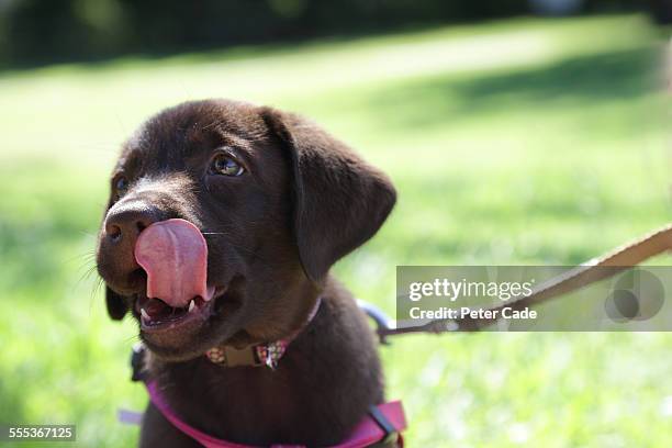 puppy on lead licking his lips, big tongue - animals with big lips stockfoto's en -beelden