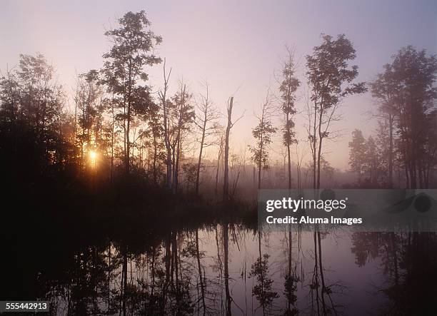 sunrise through whit ash trees in marsh - ホワイトアッシュ ストックフォトと画像