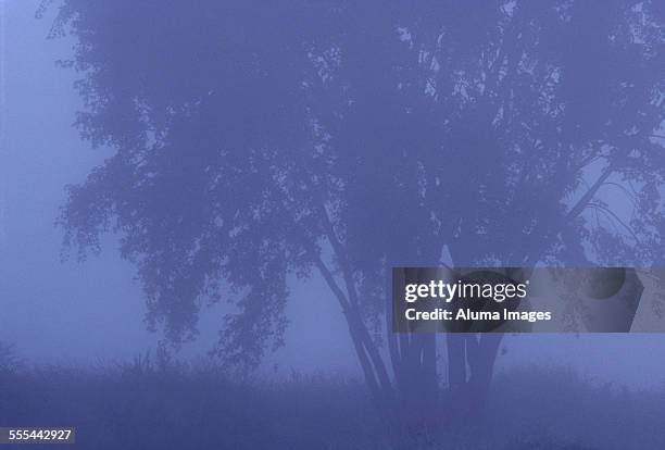amercan elm in fog - american elm stock-fotos und bilder