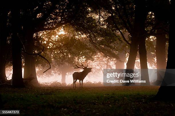 stag bellow - brunst stock-fotos und bilder