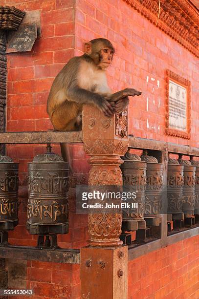 rhesus macaque monkey with buddhist prayer wheels - macaque foto e immagini stock