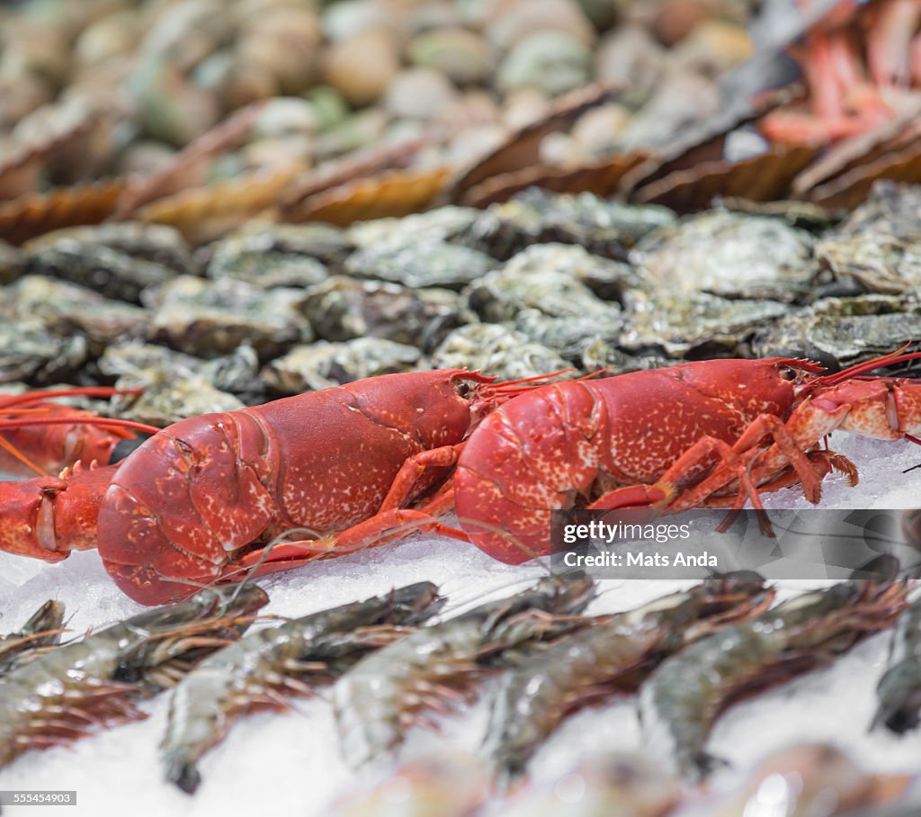 Lobsters at the fishmarket in Bergen