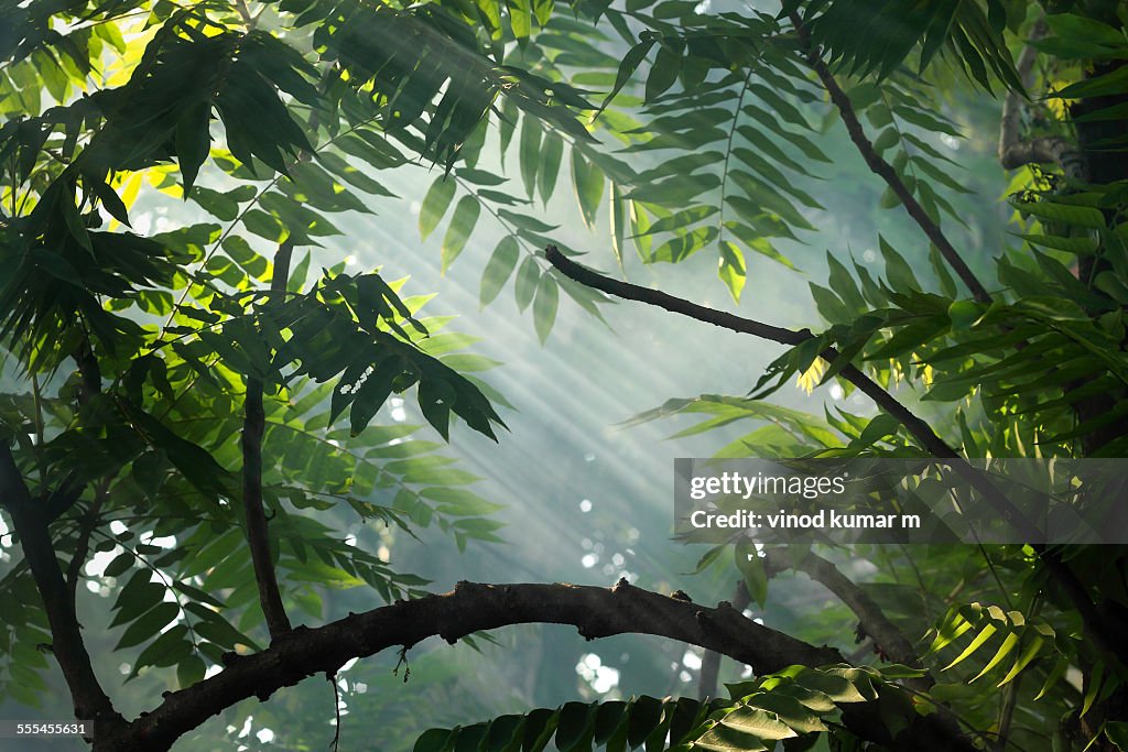 Beams of sunlight through the leaves
