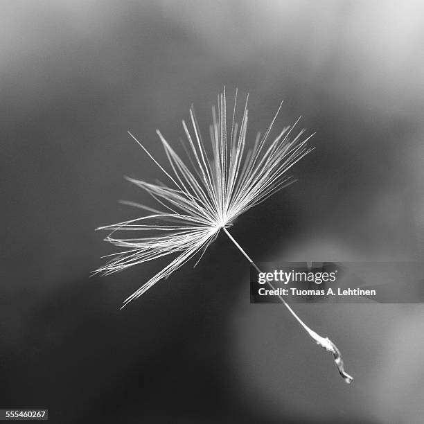 floating seed head in black&white - maskrosfrö bildbanksfoton och bilder