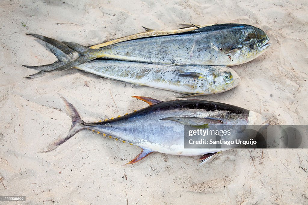 Dorados and tuna catch lying on the sand