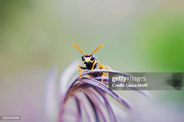 blurry close up of wasp on rosemary - animal antenna stock pictures, royalty-free photos & images